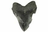 Bargain, Fossil Megalodon Tooth - South Carolina #120465-2
